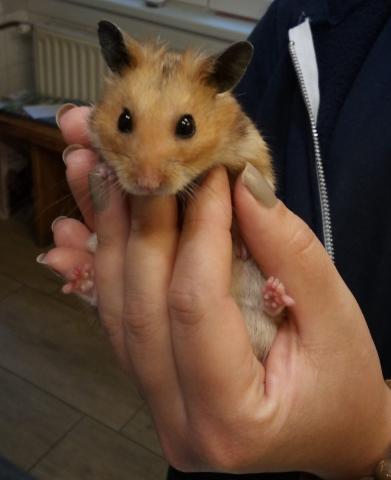 Hörcsög