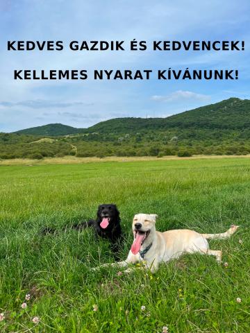 Kellemes Nyarat!