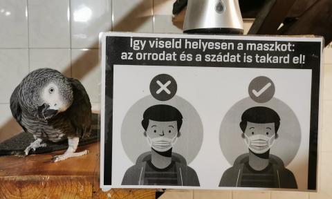 Csőri madár